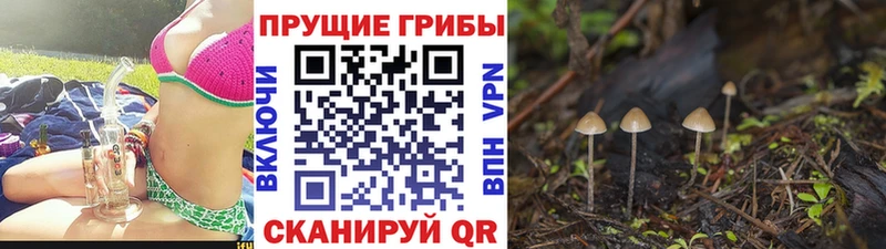 Псилоцибиновые грибы Cubensis  где продают   Чкаловск 