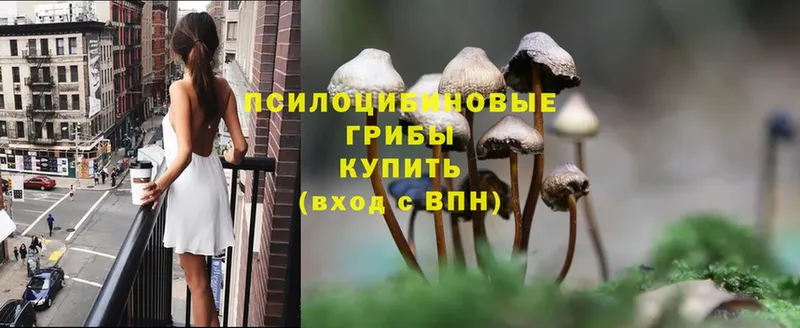 купить закладку  Чкаловск  Галлюциногенные грибы Magic Shrooms 